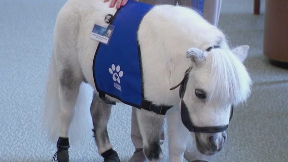 Mayo Clinic introduces new therapy mini horse