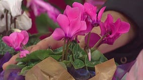 Adding a pop of pink to your home