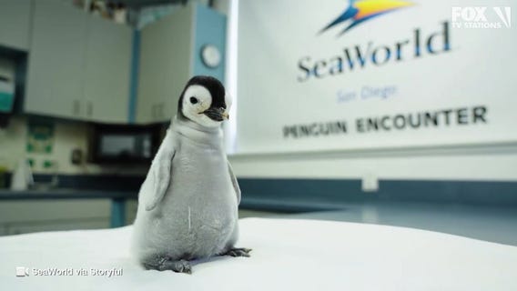 Baby emperor penguin hatches: Video