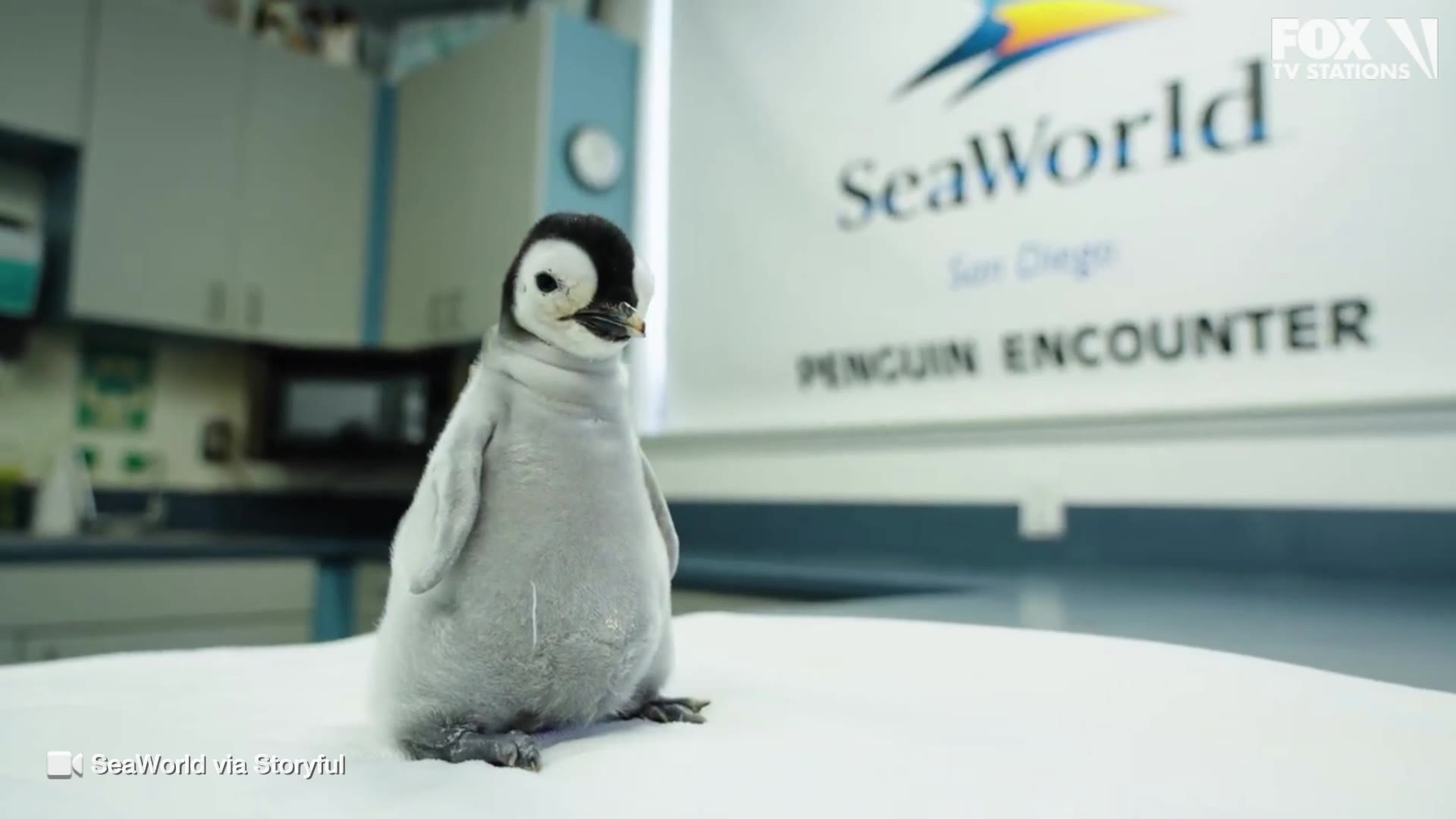 Baby emperor penguin hatches: Video