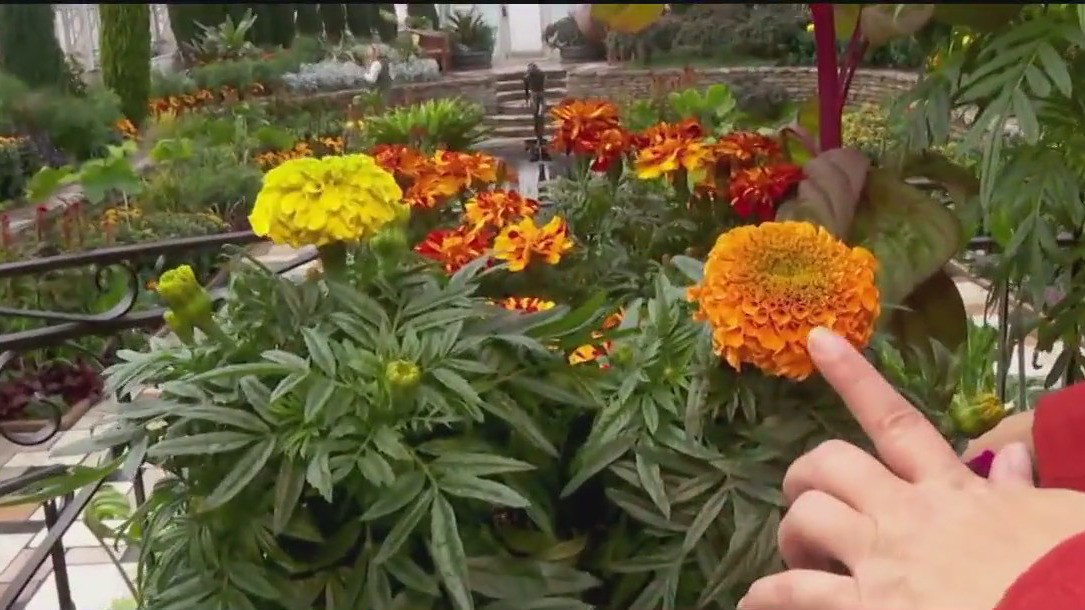 Como Park Conservatory's Sunken Garden in full bloom