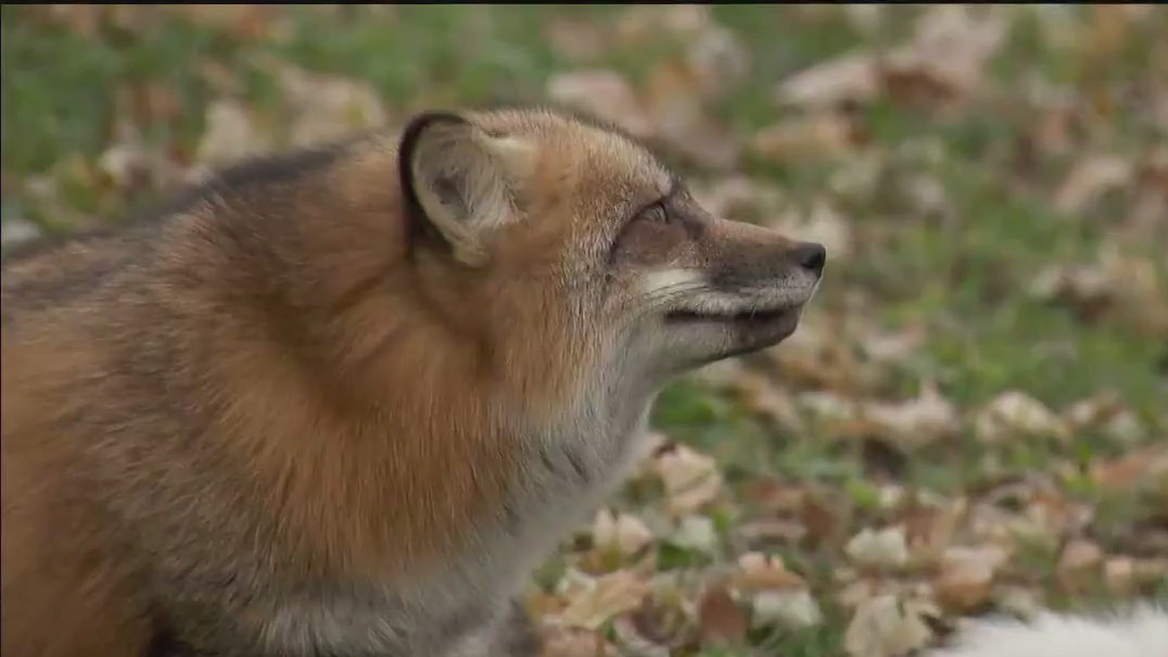 Faribault rescue aims to save 500 foxes | FOX 9 Minneapolis-St. Paul