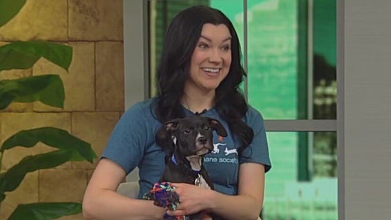 AHS expands volunteer opportunities