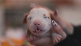 Adorable puppies escape pen on FOX 9 Good Day