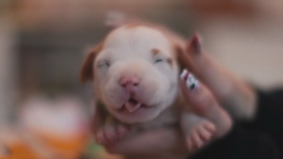 Adorable puppies escape pen on FOX 9 Good Day