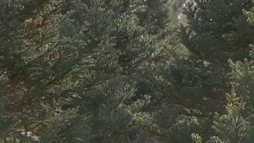 Christmas tree farms open in Minnesota
