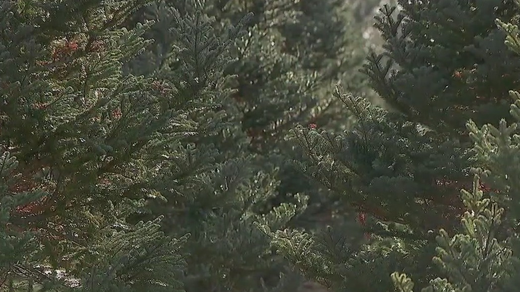 Christmas tree farms open in Minnesota