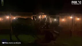 Moose fight destroys yard, car in Alaska