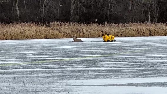 Deer rescued from thin ice in Prior Lake