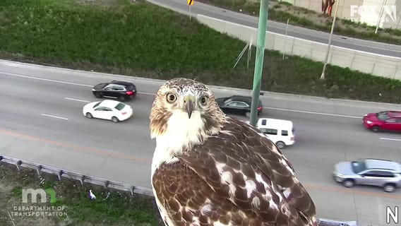 Hawk poses for traffic camera in Minneapolis