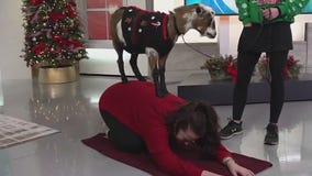 Goat yoga at the Hayloft in Hastings