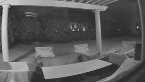 Minneapolis cougar made massive journey