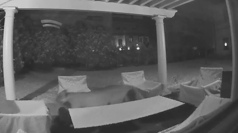 Minneapolis cougar made massive journey