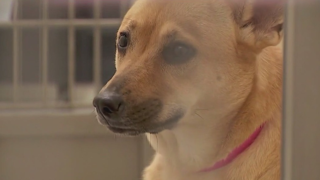 Mpls program has dogs fostered for the holidays