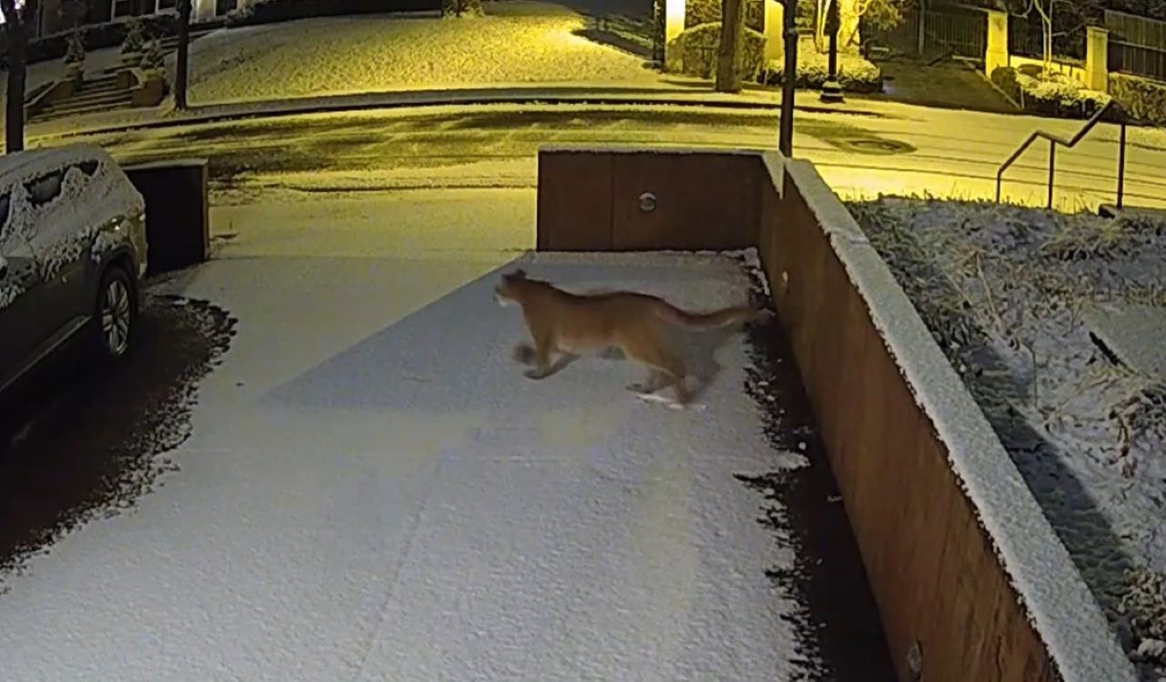 Cougar wandering around Minneapolis neighborhood [RAW]