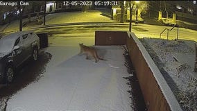 Minneapolis cougar hit by vehicle