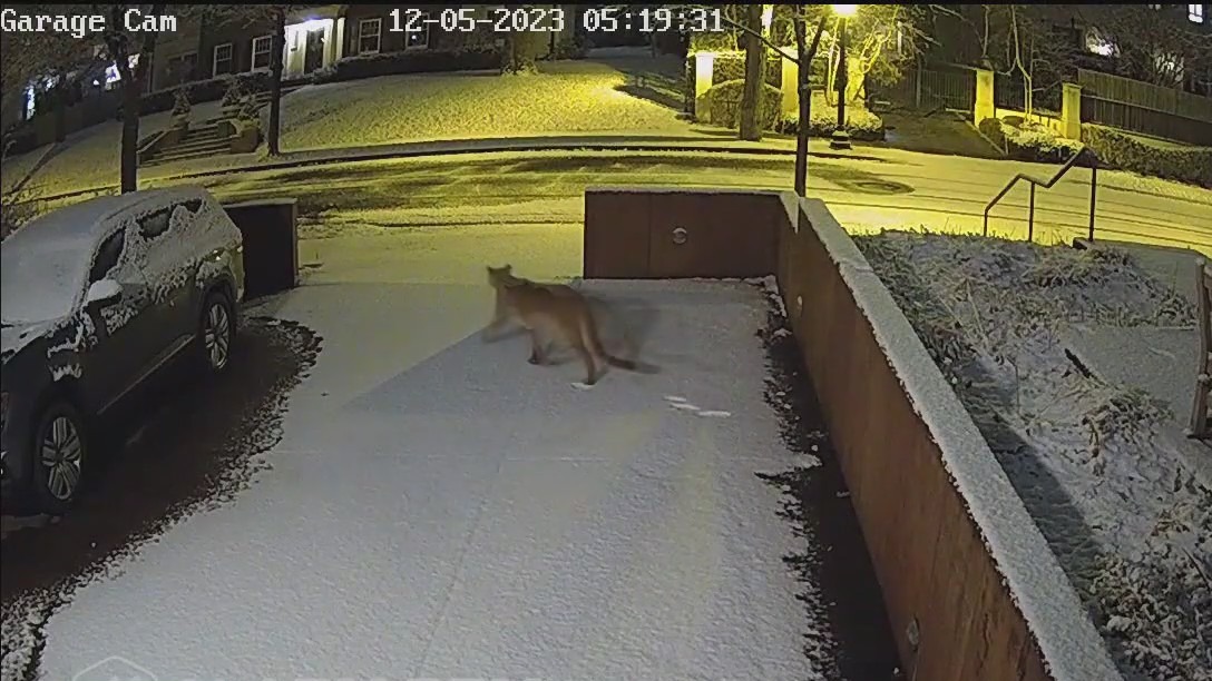 Minneapolis cougar hit by vehicle