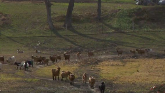 On the Map: Goofy Goat Farm