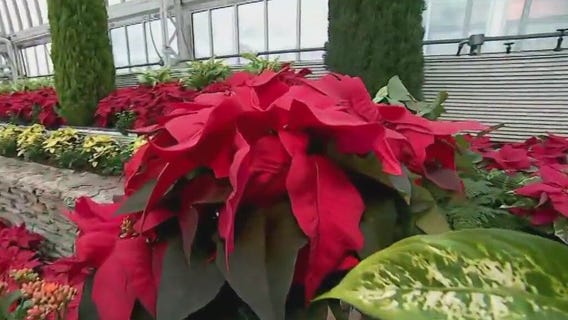 Como Conservatory holiday flower show