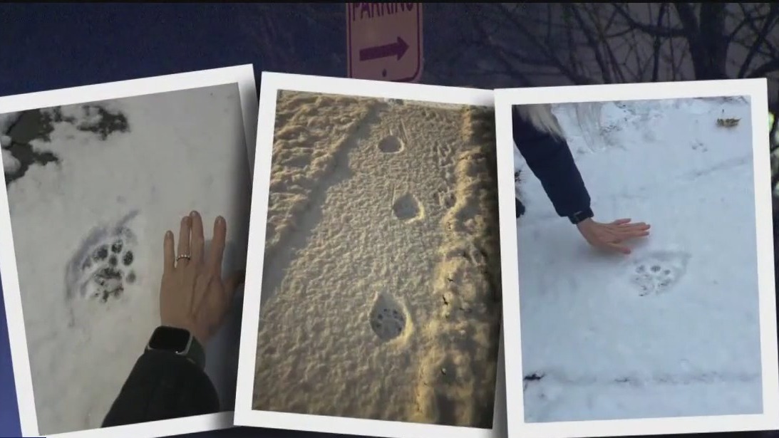 Cougar continues to pounce around Minneapolis