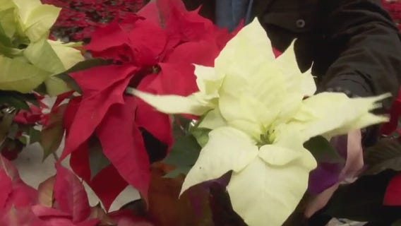 Celebrating the poinsettia