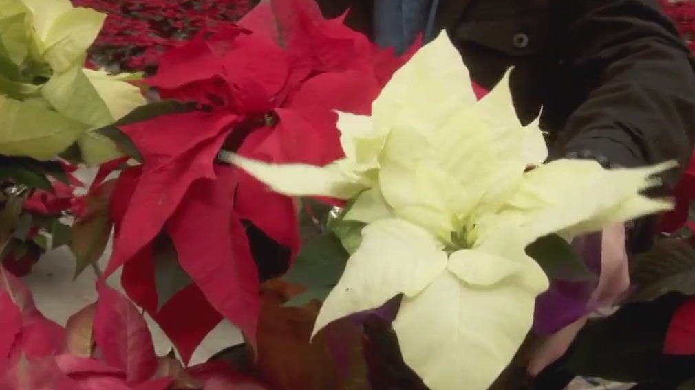 Celebrating the poinsettia