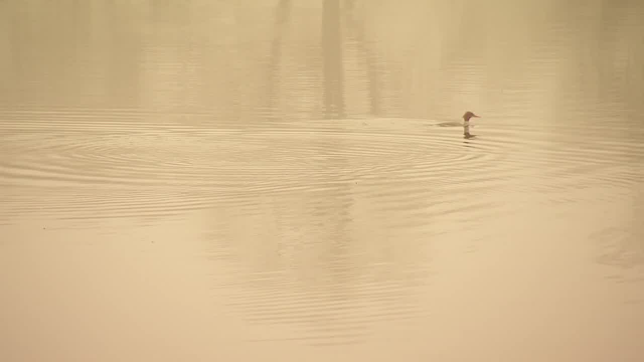 Foggy Christmas in Minneapolis