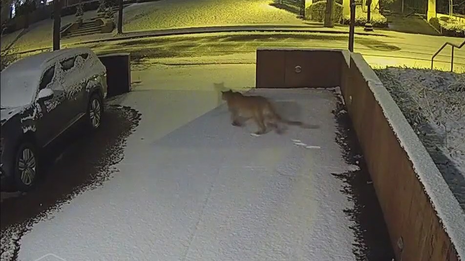 Minneapolis cougar to get taxidermied