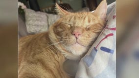 MN family offers reward for info in cat?s death