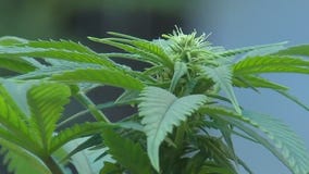 MN college adds cannabis course