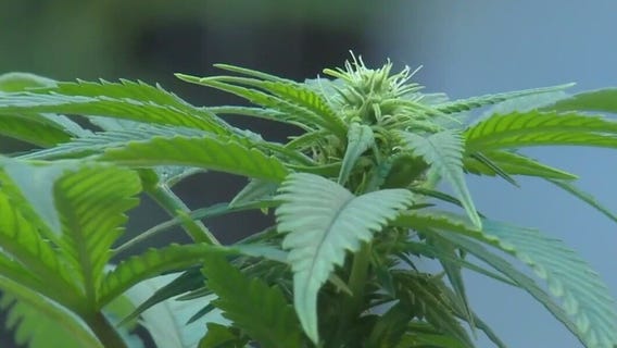 MN college adds cannabis course