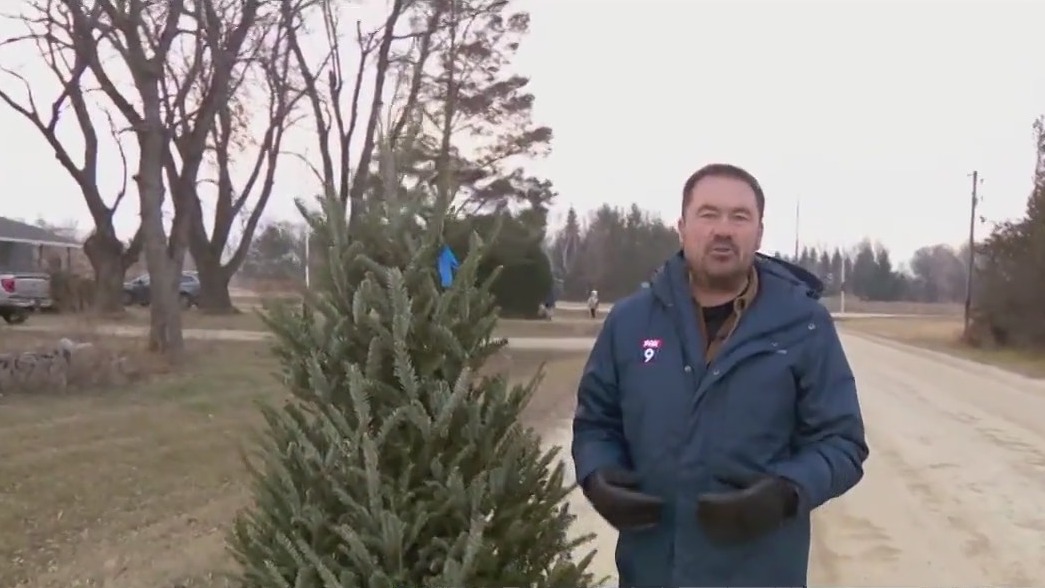 Tips for repurposing your Christmas tree