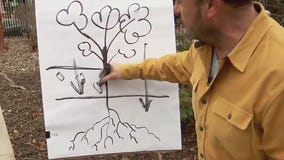 Lack of snow impacting lawn, landscape