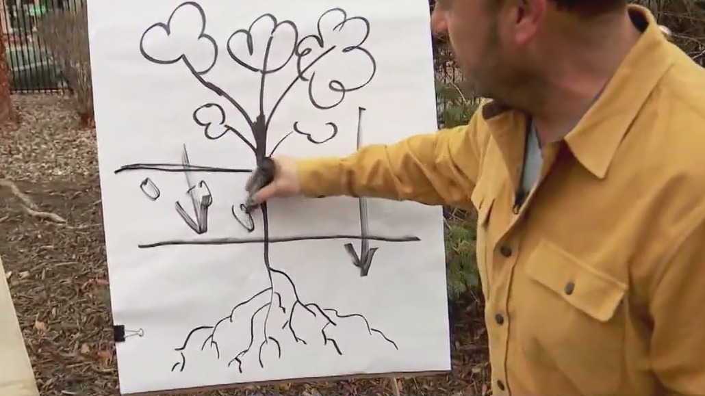 Lack of snow impacting lawn, landscape