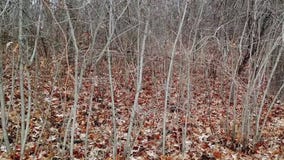 Minnesota Landscape Arboretum classes