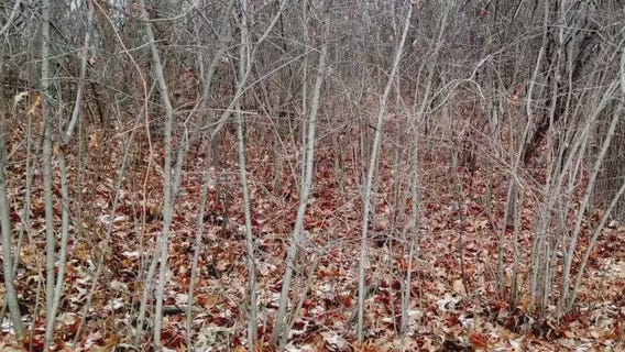 Minnesota Landscape Arboretum classes