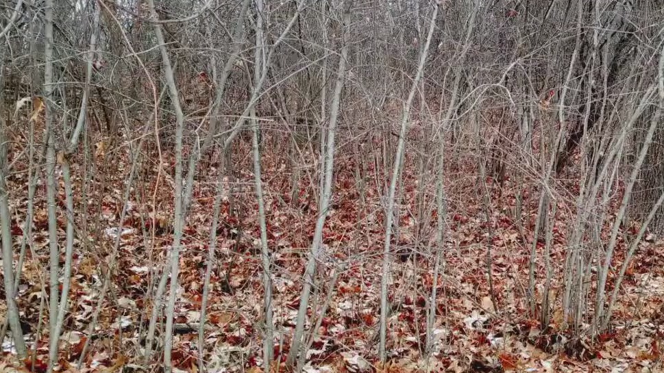 Minnesota Landscape Arboretum classes