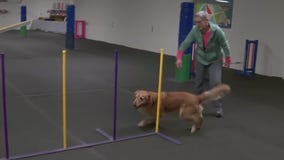 Twin Cities pups to compete in AKC Agility Trial