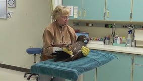 Eagles stuck at Raptor Center due to mild MN winter