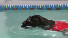 Pups making a splash at The Dog Tank