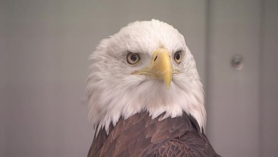 Mild MN winter keeps eagles at Raptor Center