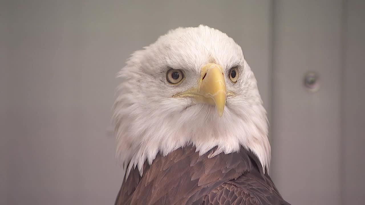 Mild MN winter keeps eagles at Raptor Center