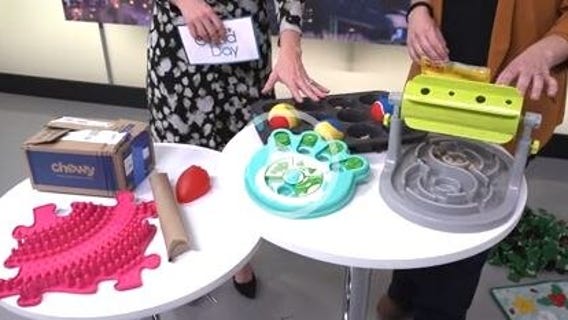 Entertaining pets during winter