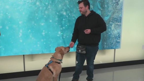 Ways to entertain your dog in the winter