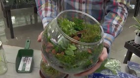 Terrarium tips from Dale K