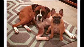 Jason mourns the loss of his beloved dog, Dexter