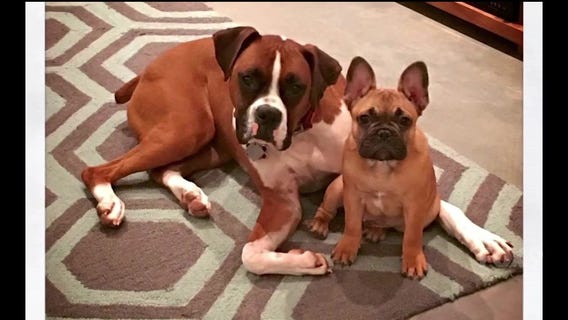 Jason mourns the loss of his beloved dog, Dexter