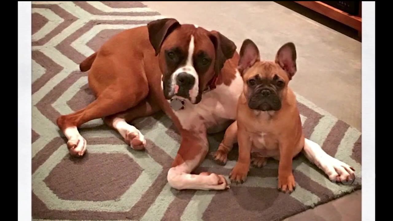 Jason mourns the loss of his beloved dog, Dexter