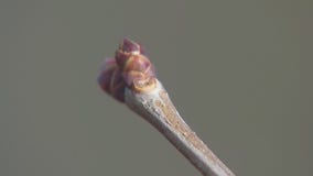 Protecting plants amid warm MN winter