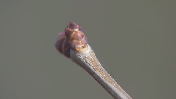 Protecting plants amid warm MN winter